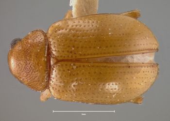 Media type: image;   Entomology 25001 Aspect: habitus dorsal view